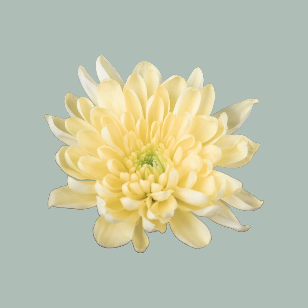 Chrysanthemum Spray Baltica/ Cream