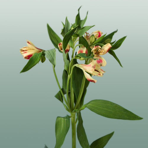 Alstroemeria Bali (10 Stems)