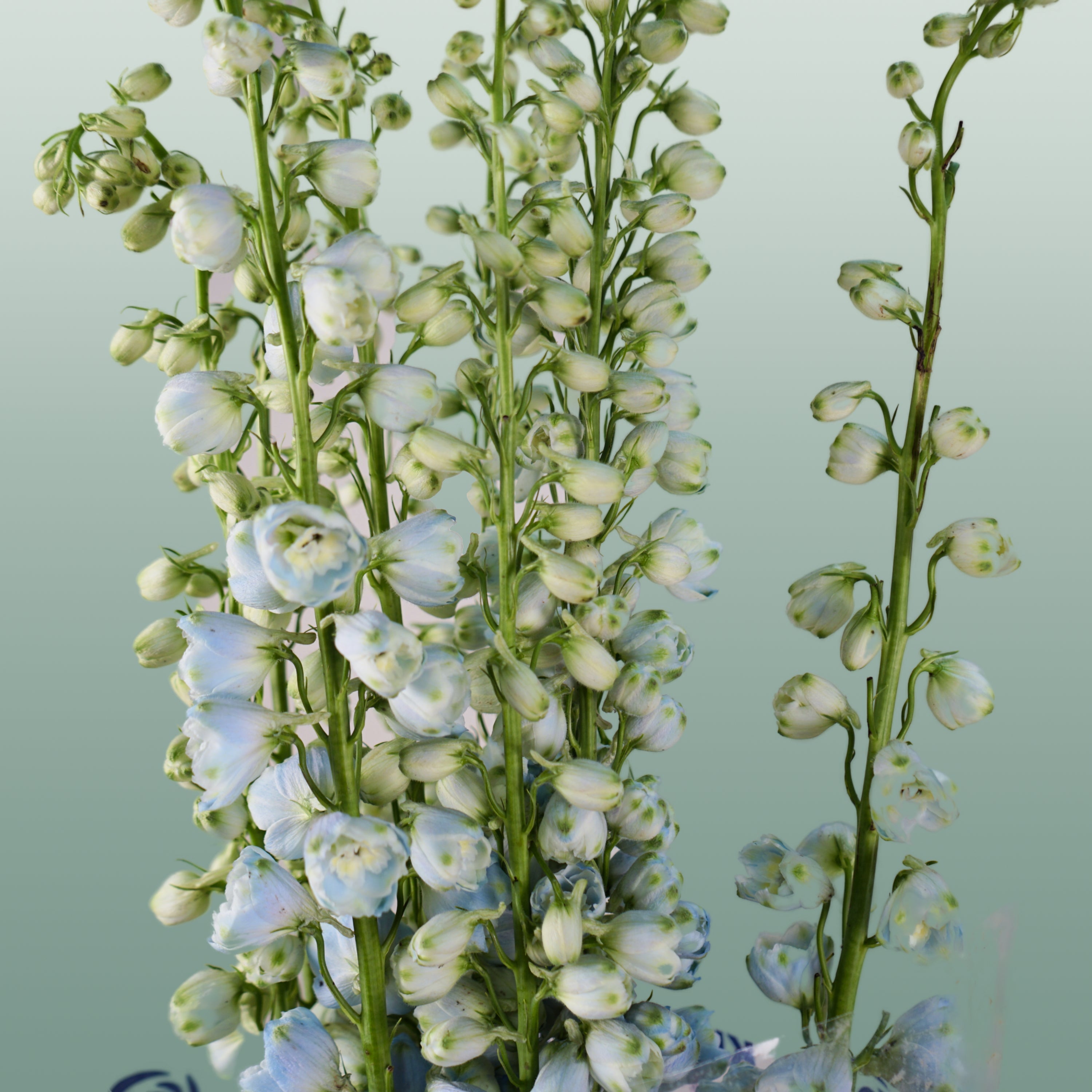 Delphinium Ballkleid (10 Stems)