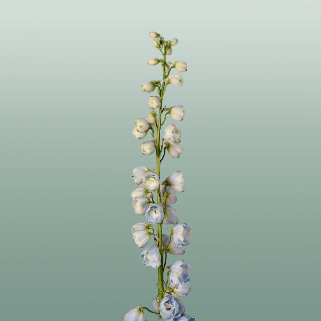 Delphinium Ballkleid (10 Stems)