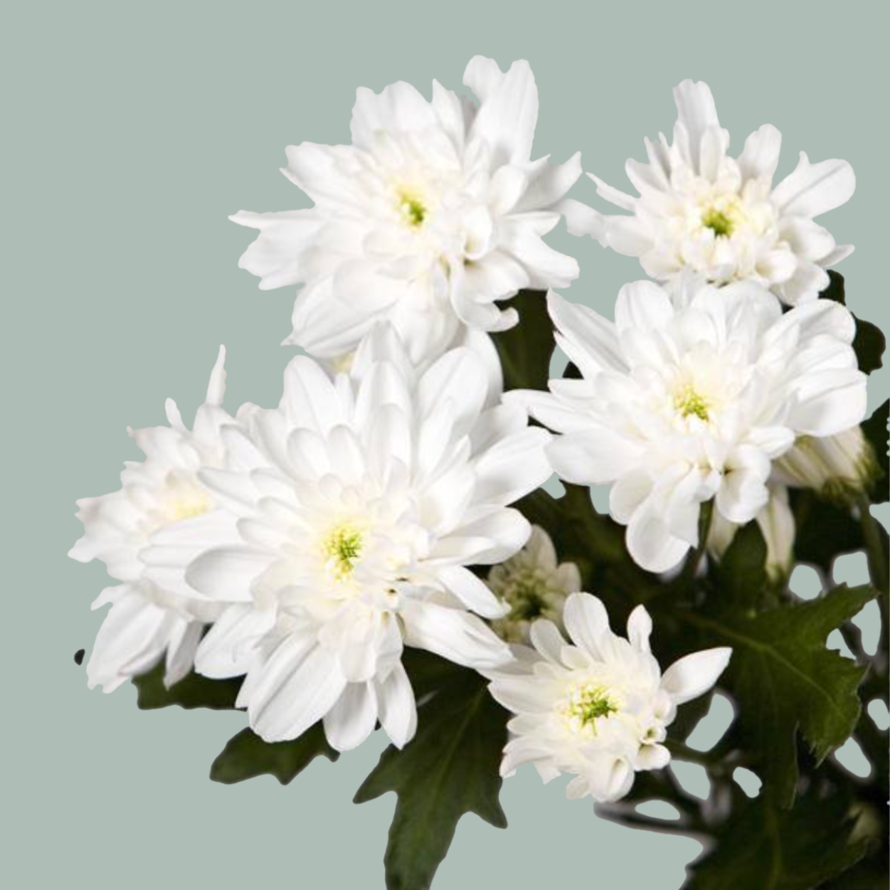Chrysanthemum Spray Baltica/ White