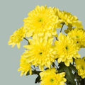 Chrysanthemum Spray Baltica/ Yellow