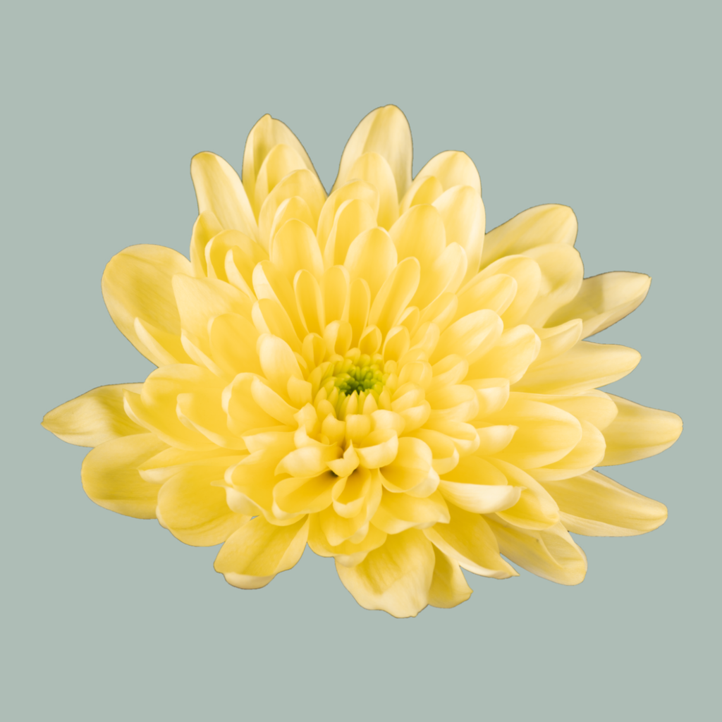 Chrysanthemum Spray Baltica/ Yellow
