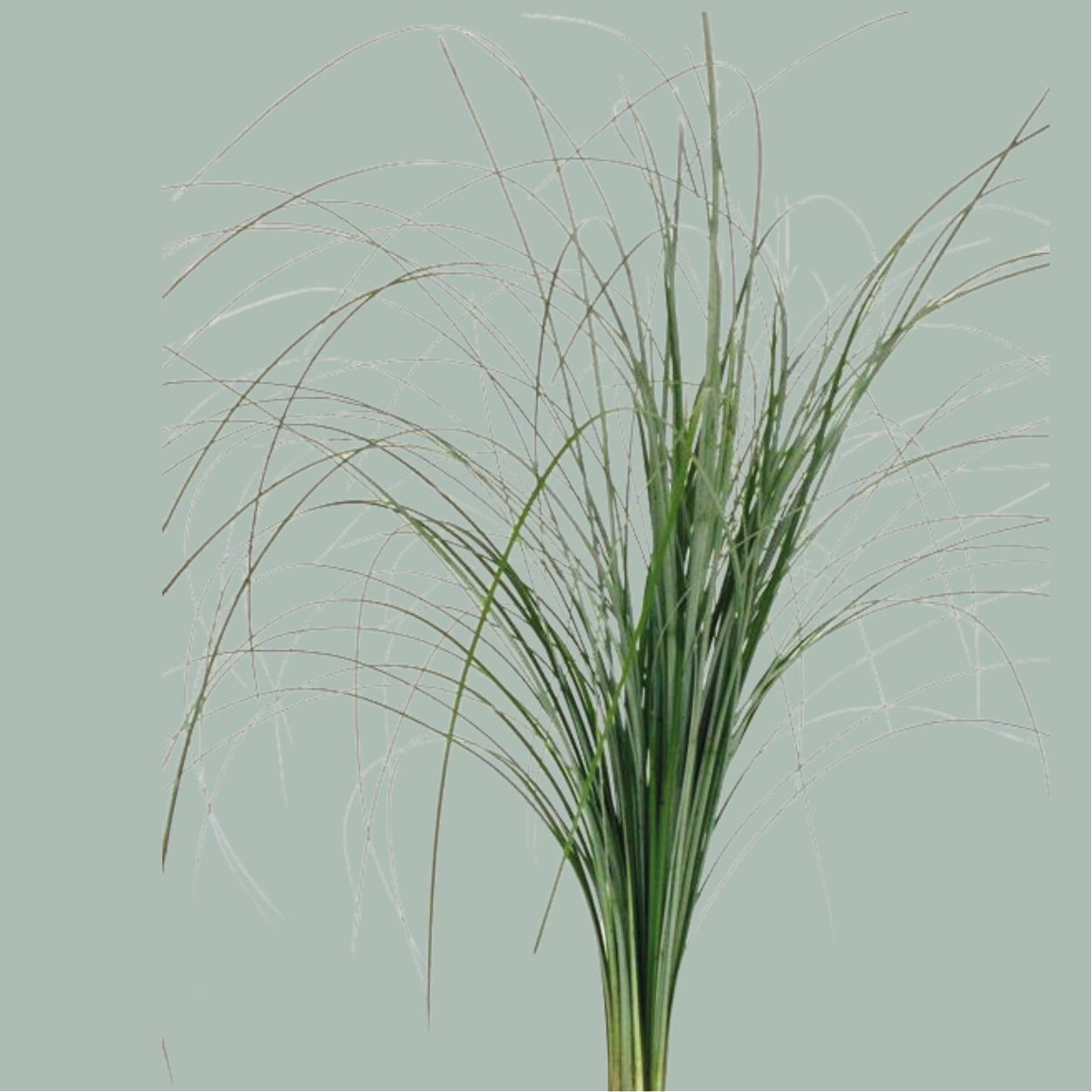 GR Mixed Foliage Box