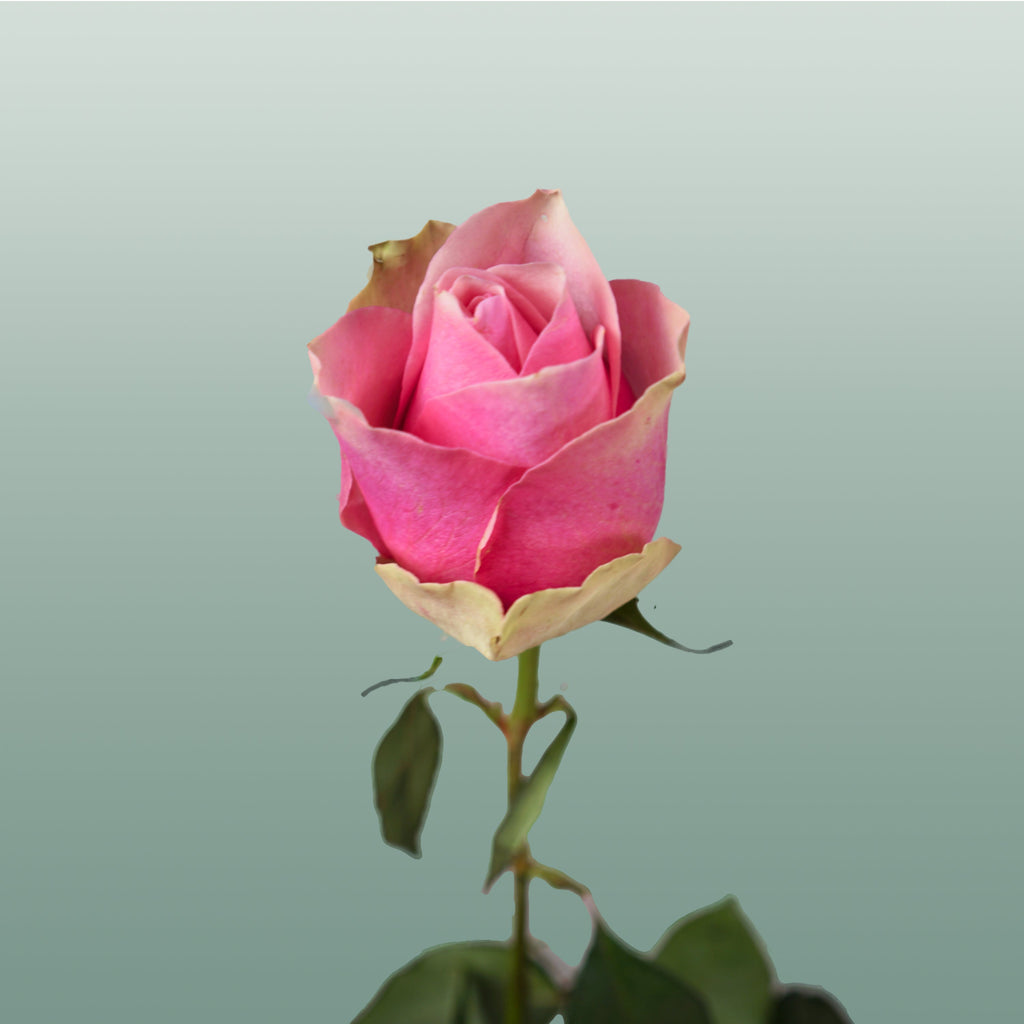 Rose Belle Rose (20 Stems)