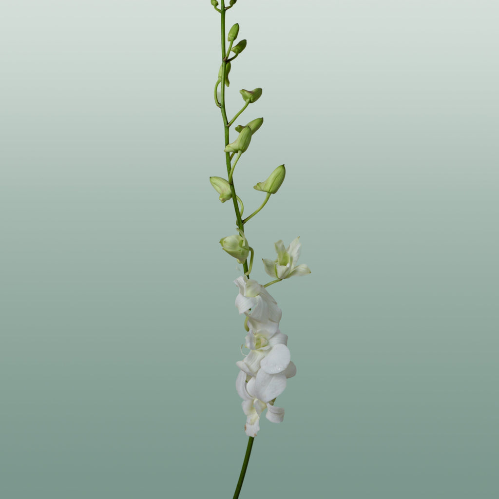 Orchid Dendro Big White