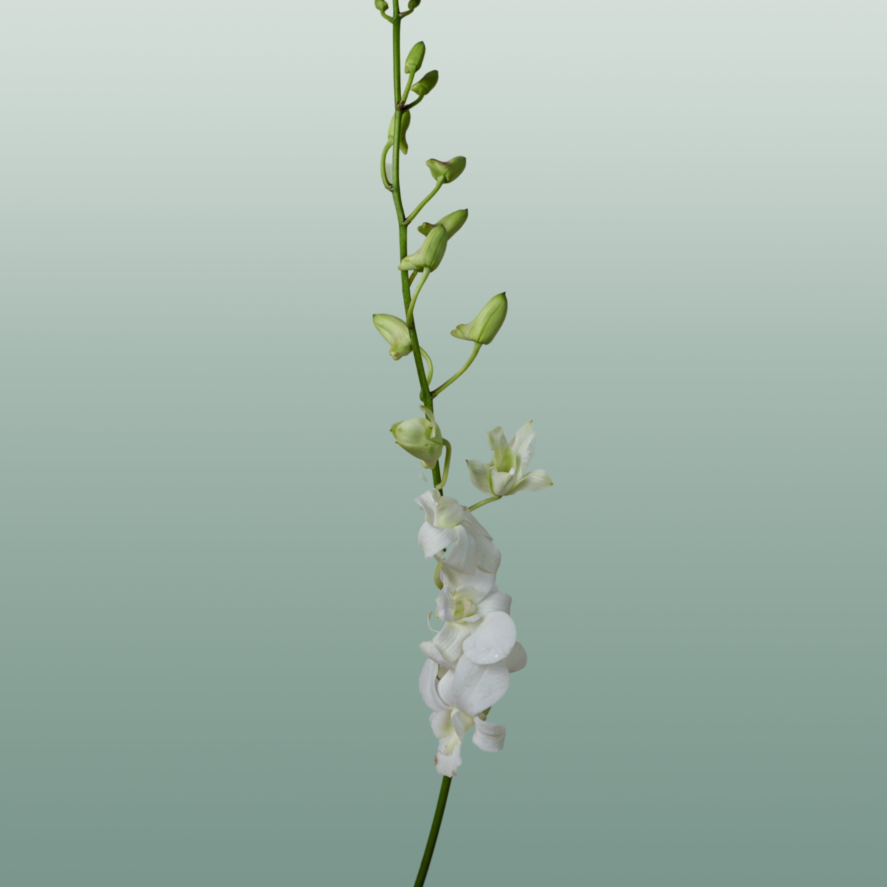 Orchid Dendro Big White