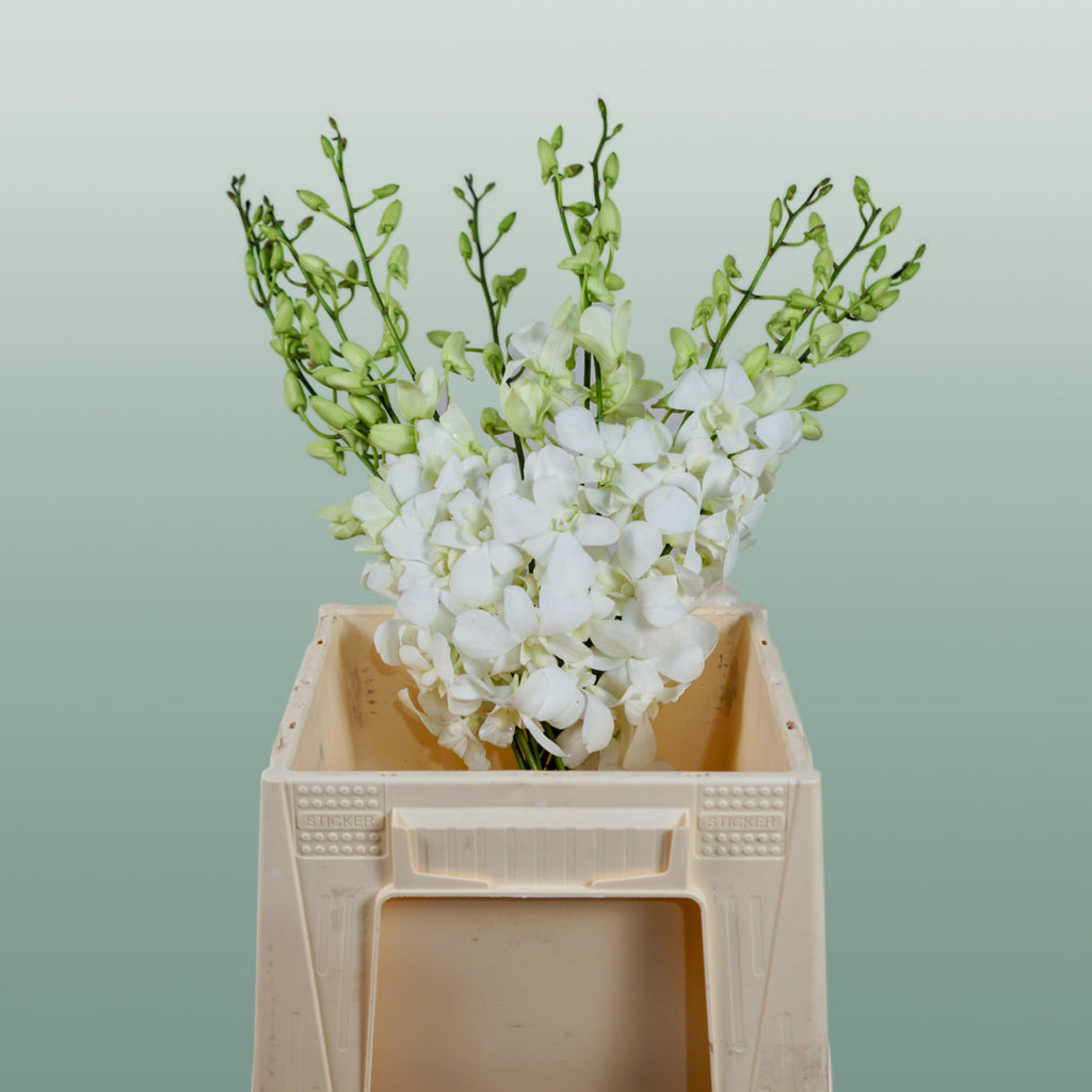 Orchid Dendro Big White