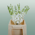 Orchid Dendro Big White