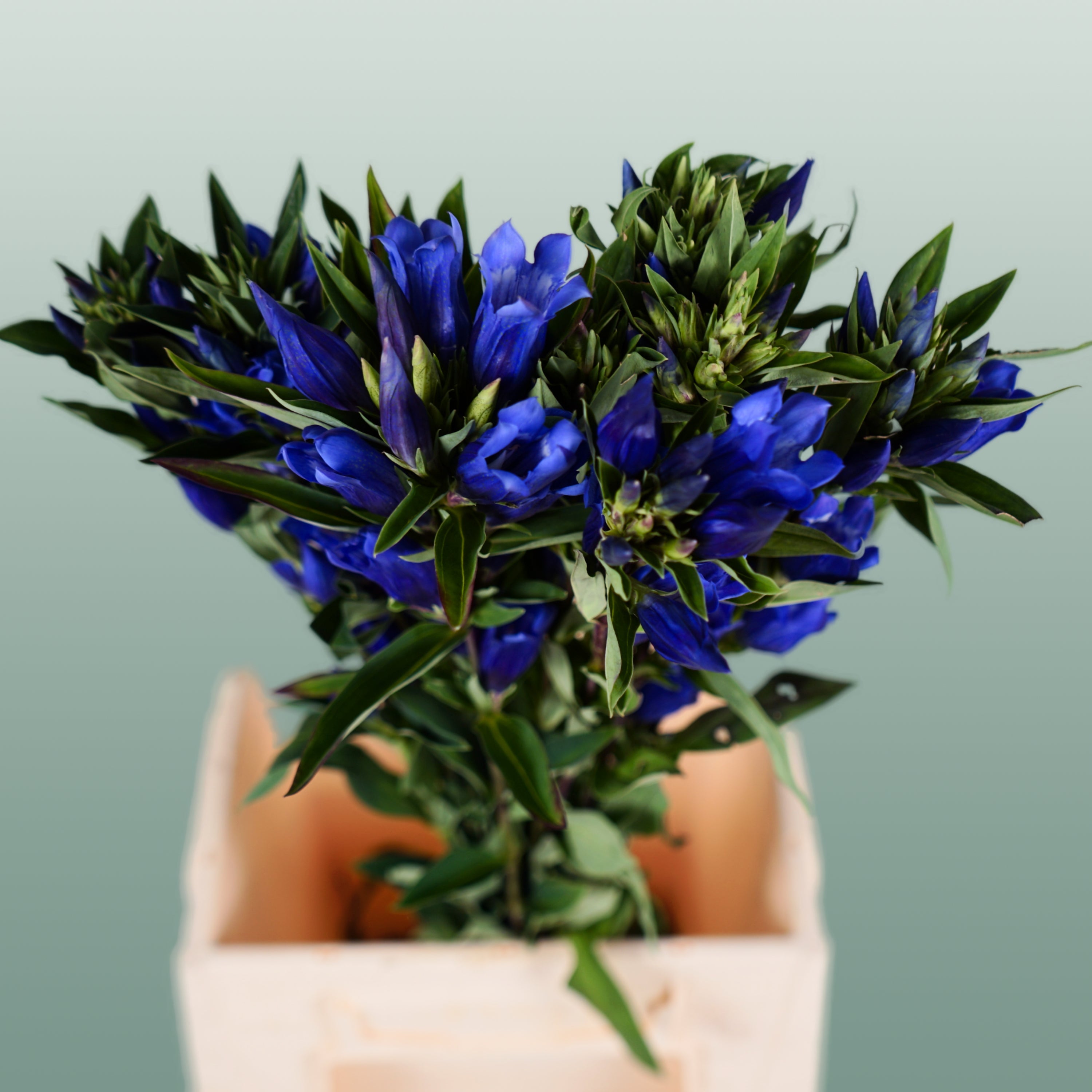 Gentiana Blue Sky (10 Stems)