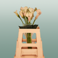 Calla Blushing Lady