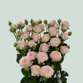 Spray Rose Bombastic