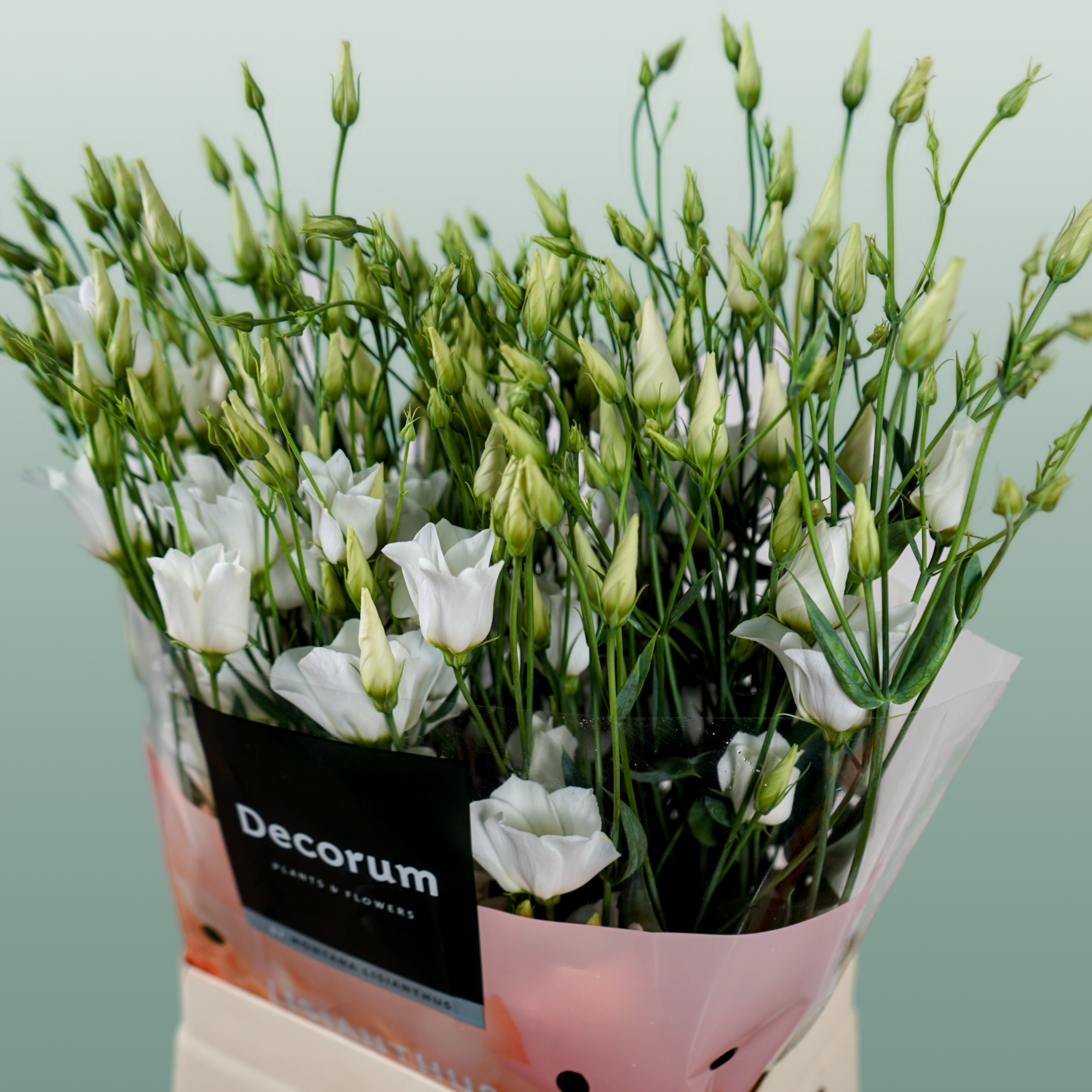 Eustoma Botanic white (10 Stems)