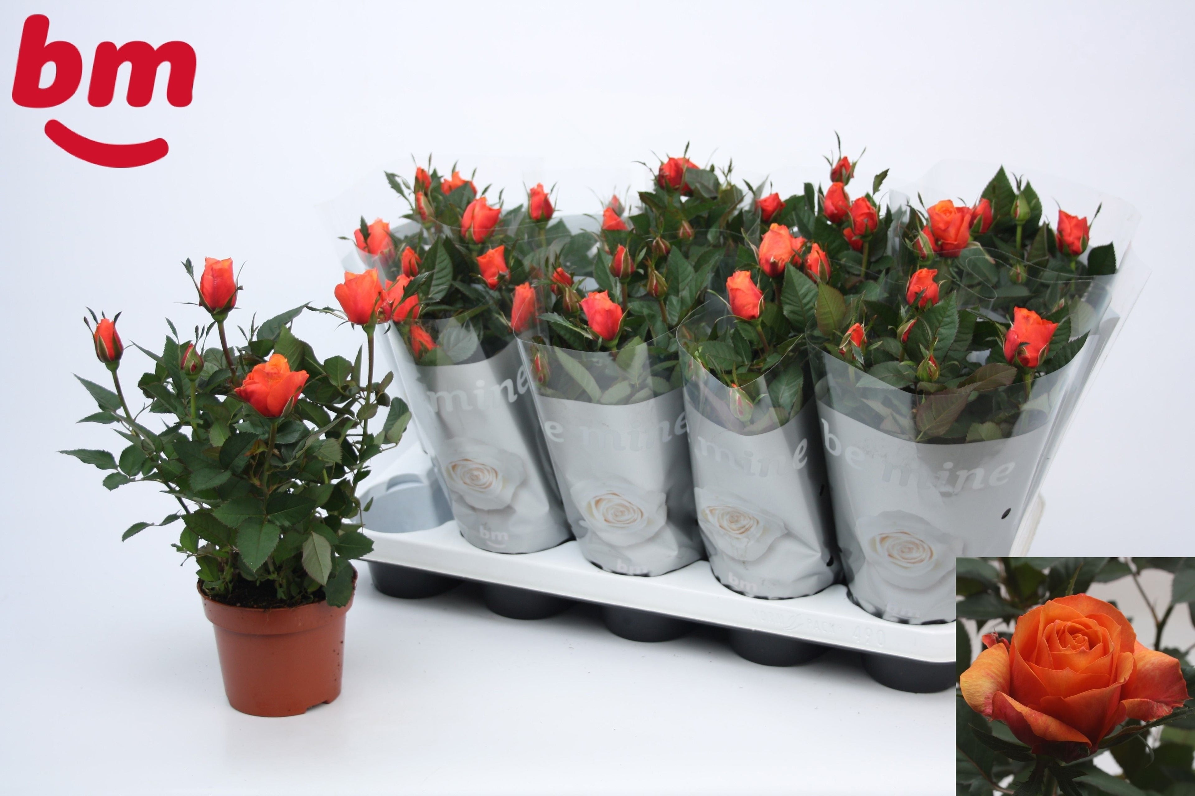 Rose Orange B Monde