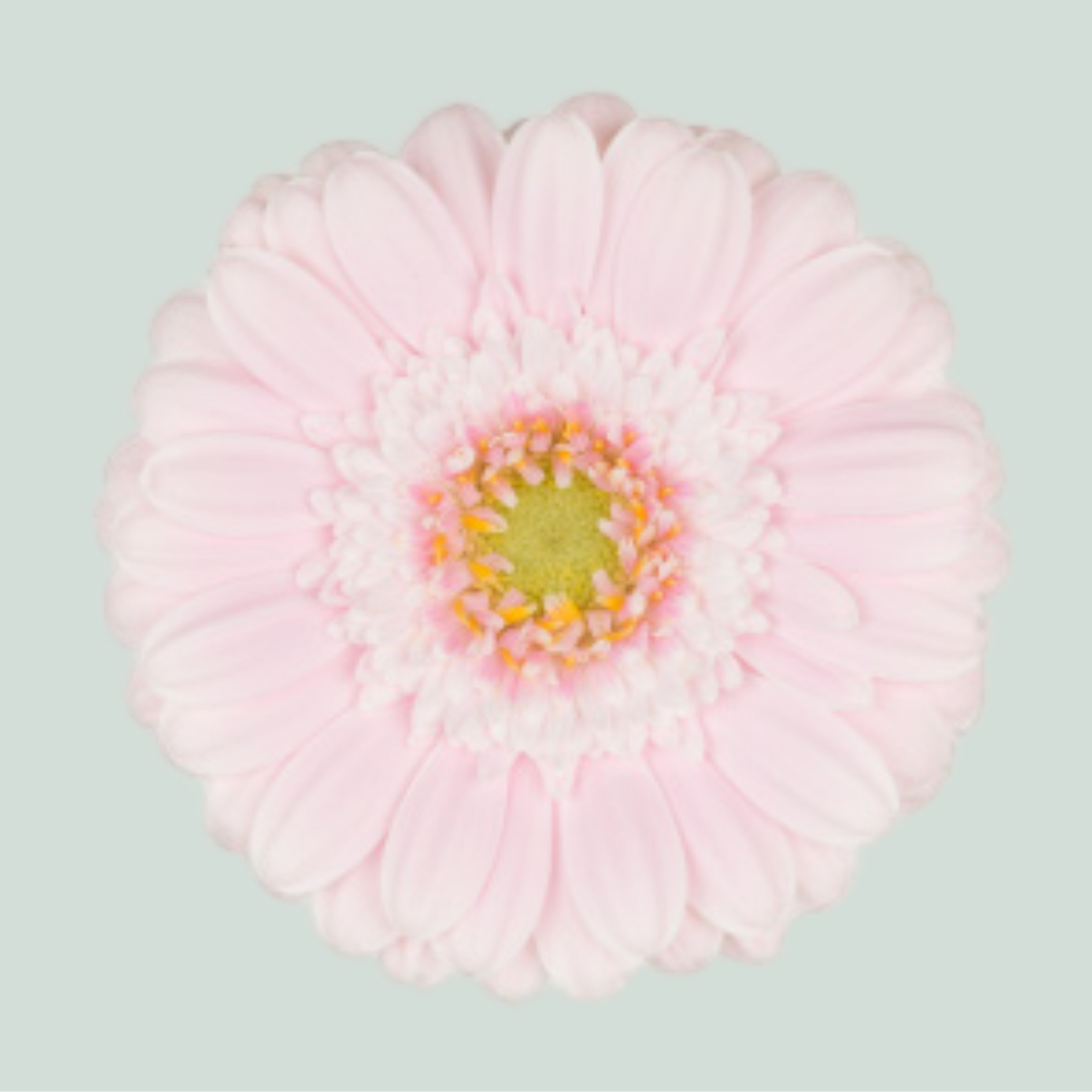 Germini Cabaret (20 Stems)