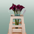 Calla Captain Promise (10 Stems)