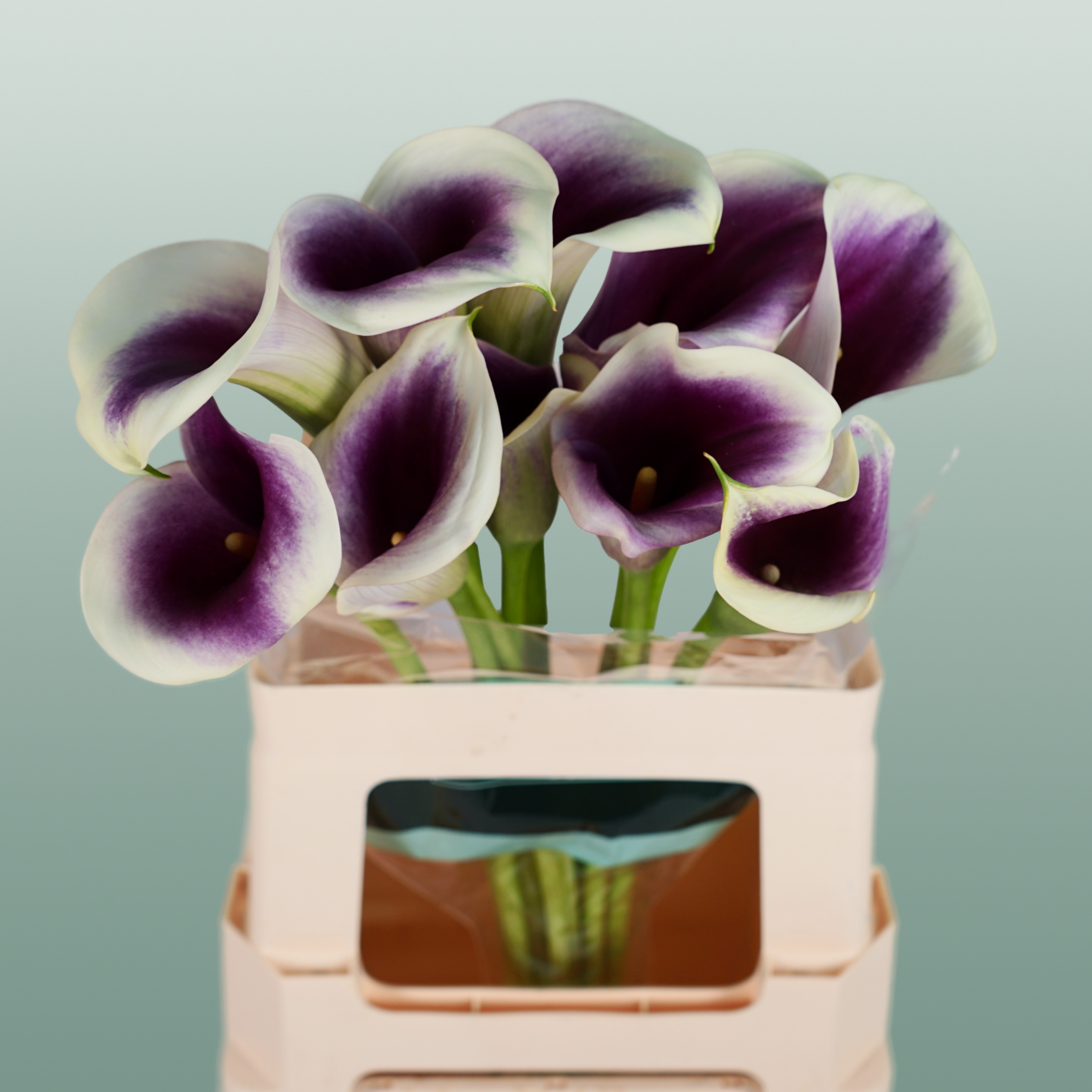 Calla Captain Ranomi