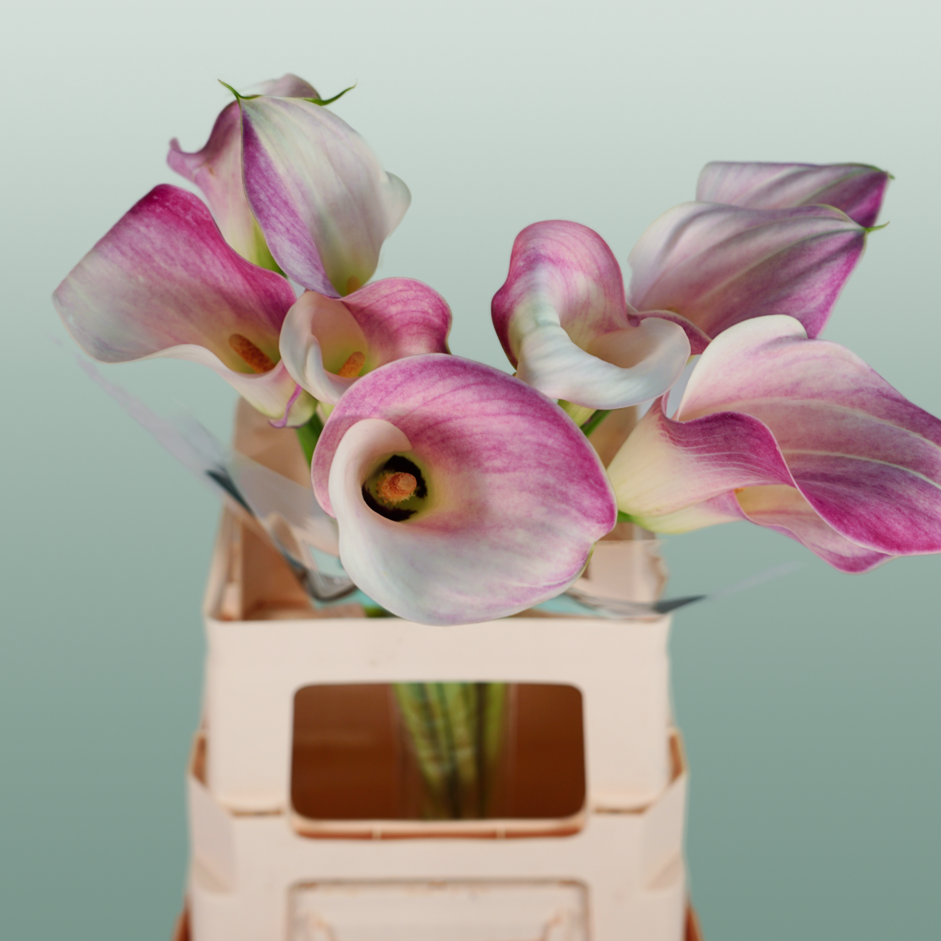 Calla Captain Rosette