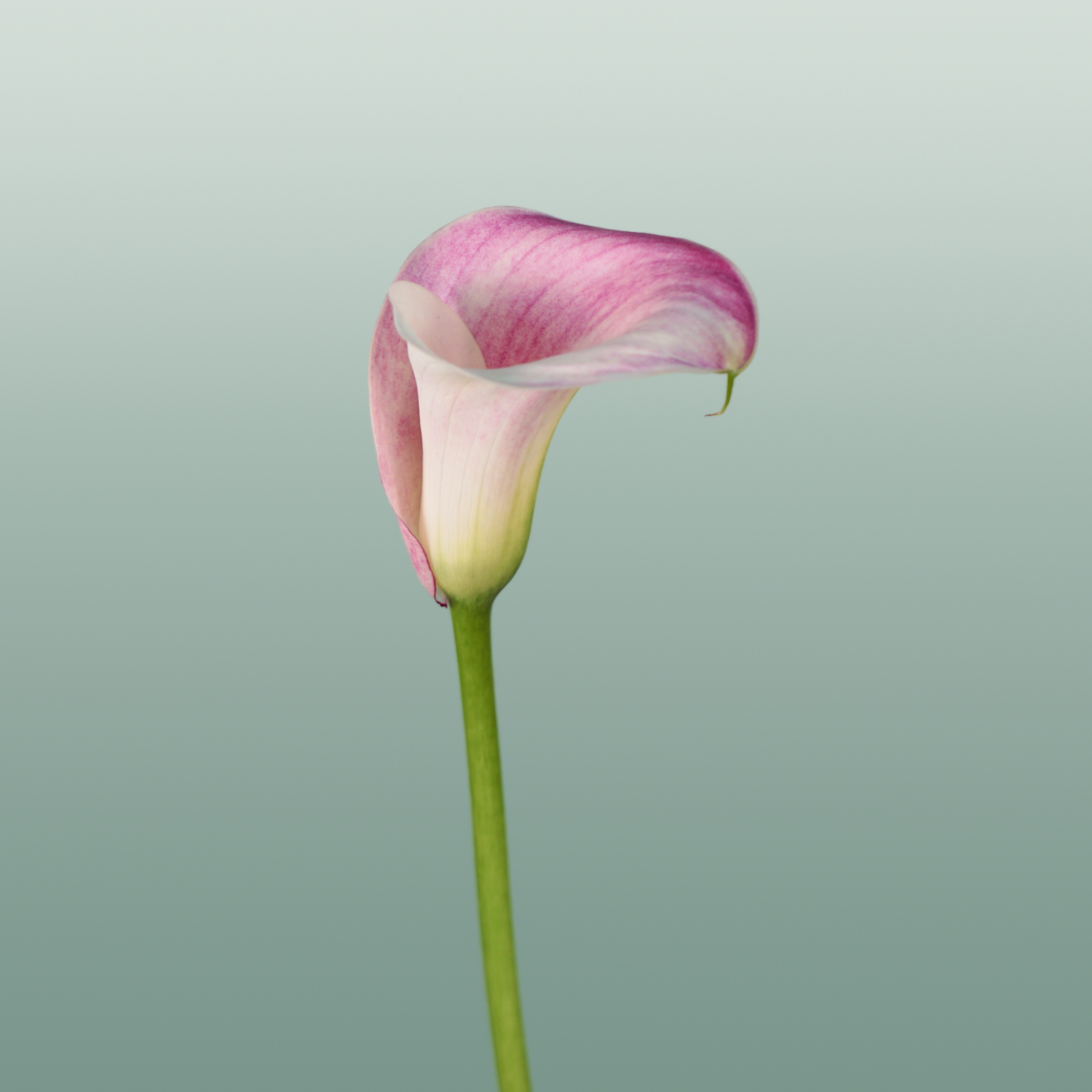 Calla Captain Rosette
