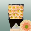 Gerbera Carlita