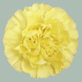 Carnation Standard Diletta (20 Stems)