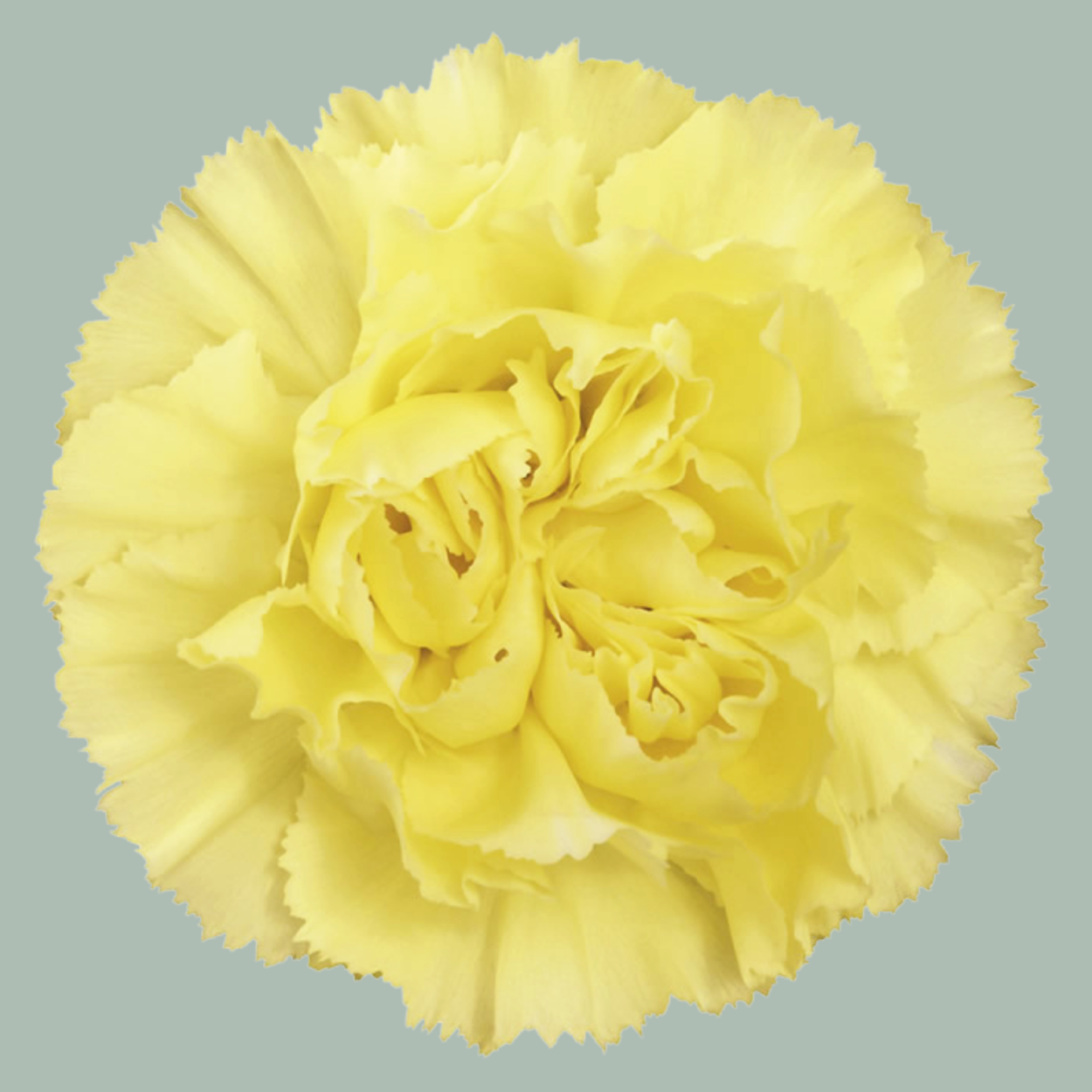 Carnation Standard Diletta (20 Stems)
