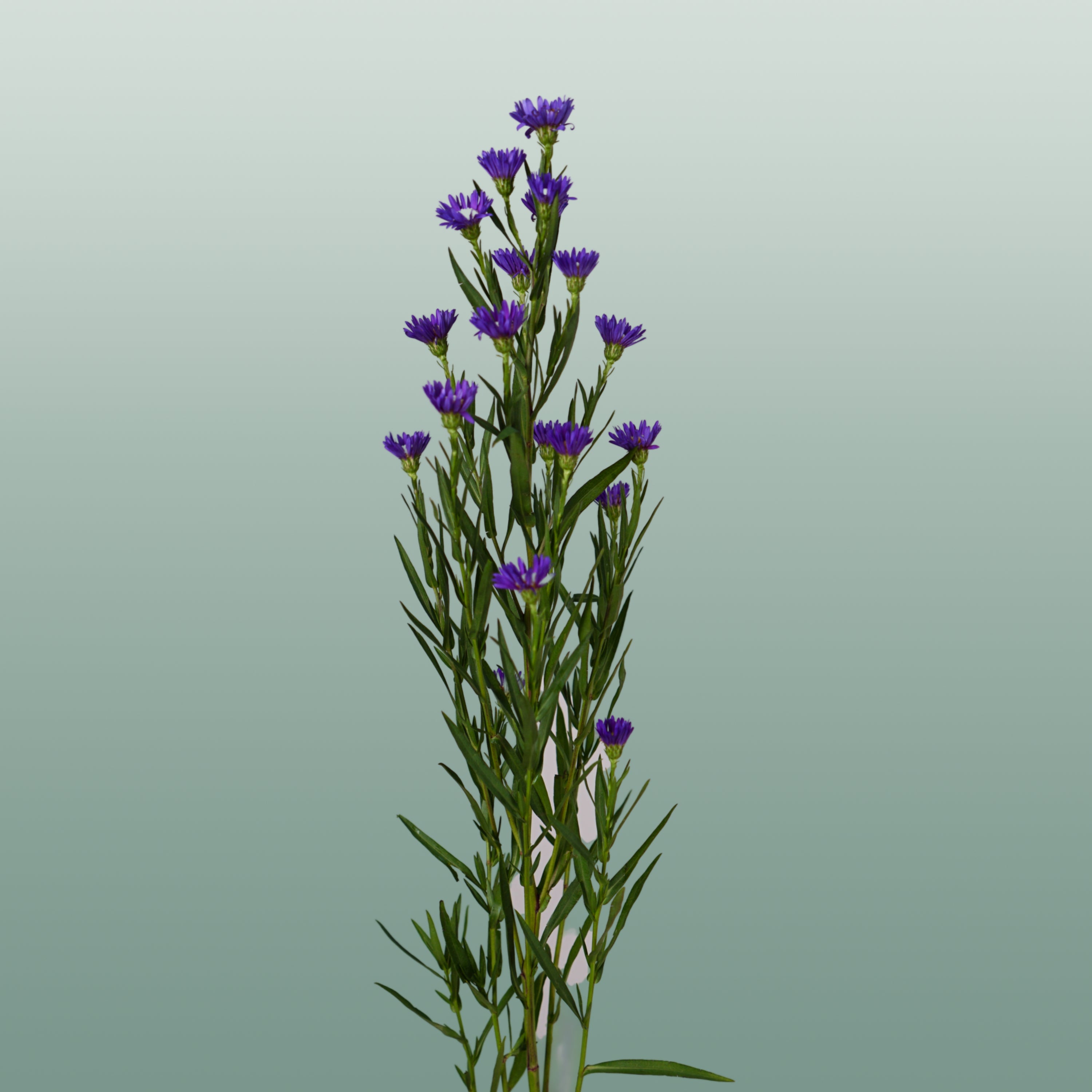 Aster Casamare (25 Stems)