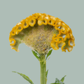 Celosia Act Inca (20 Stems)