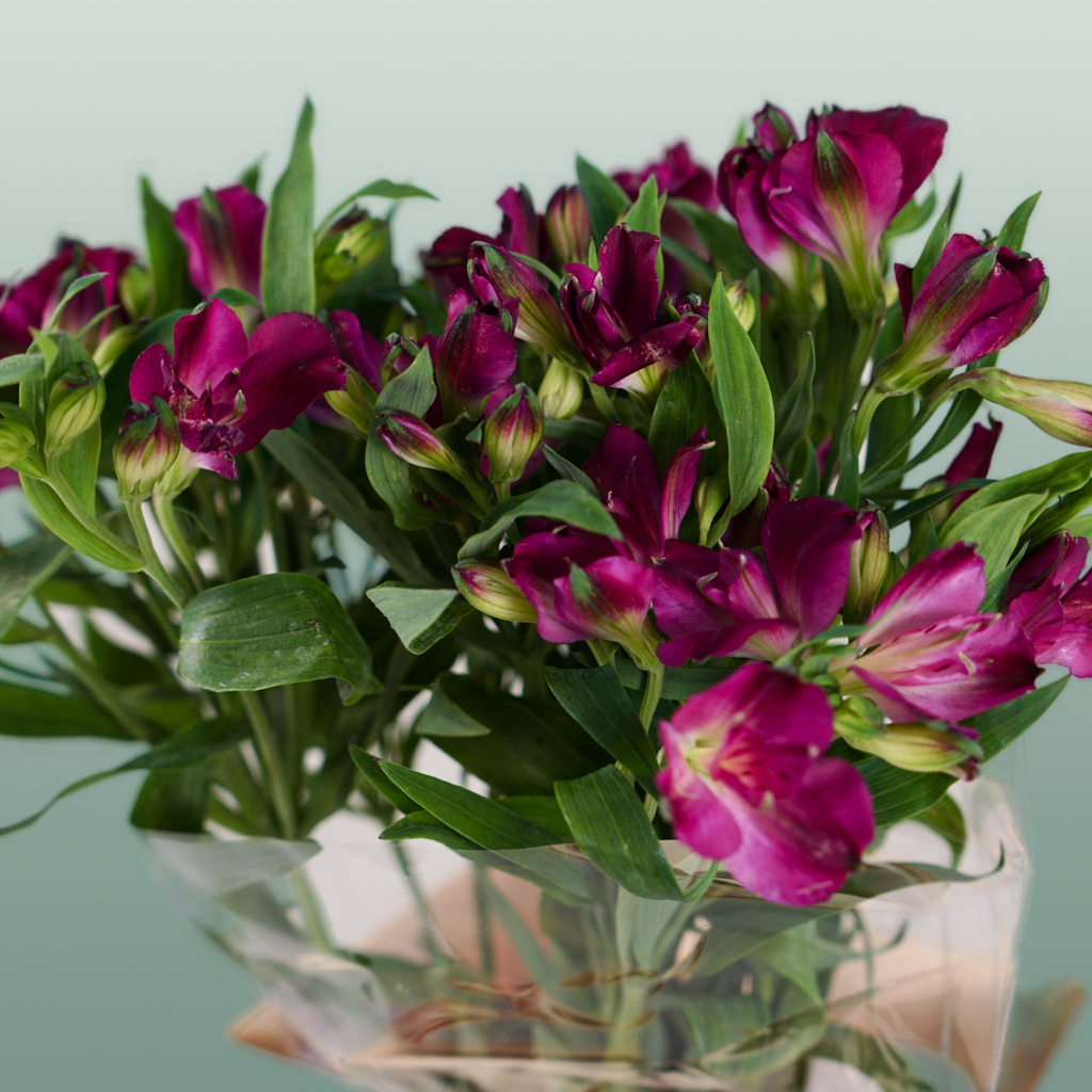 Alstroemeria Charmelia Purplex (10 Stems)