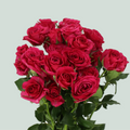 Spray Rose Cheyenne