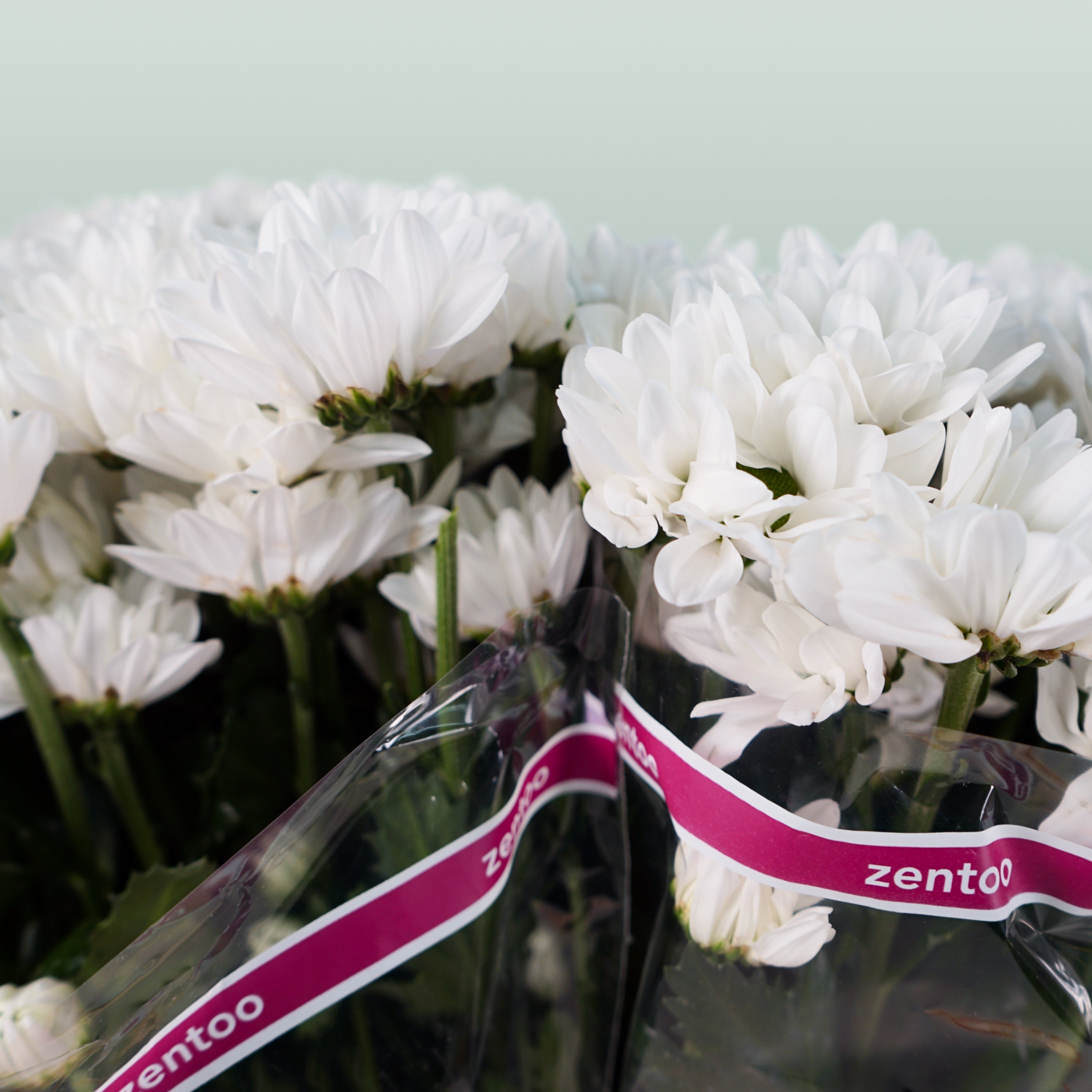 Chrysanthemum Spray Chic/ Kennedy