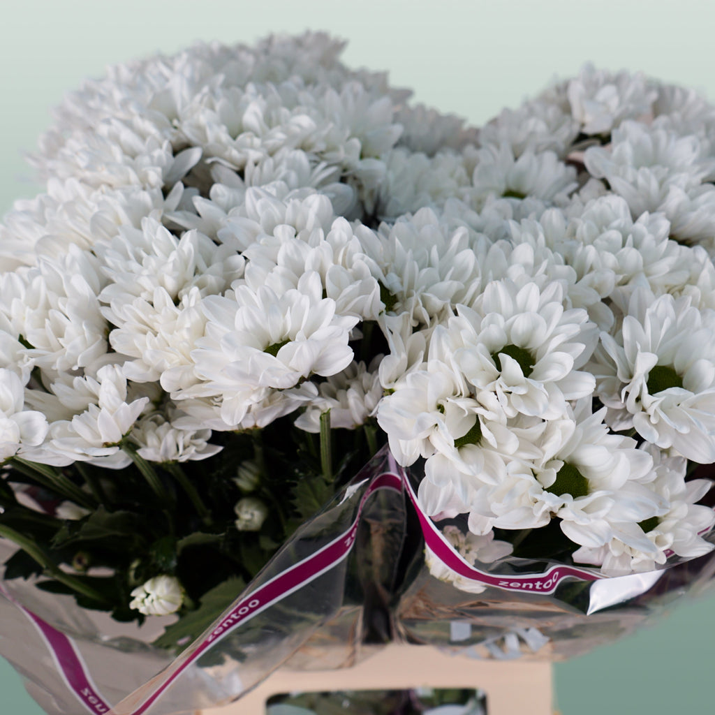 Chrysanthemum Spray Chic/ Kennedy