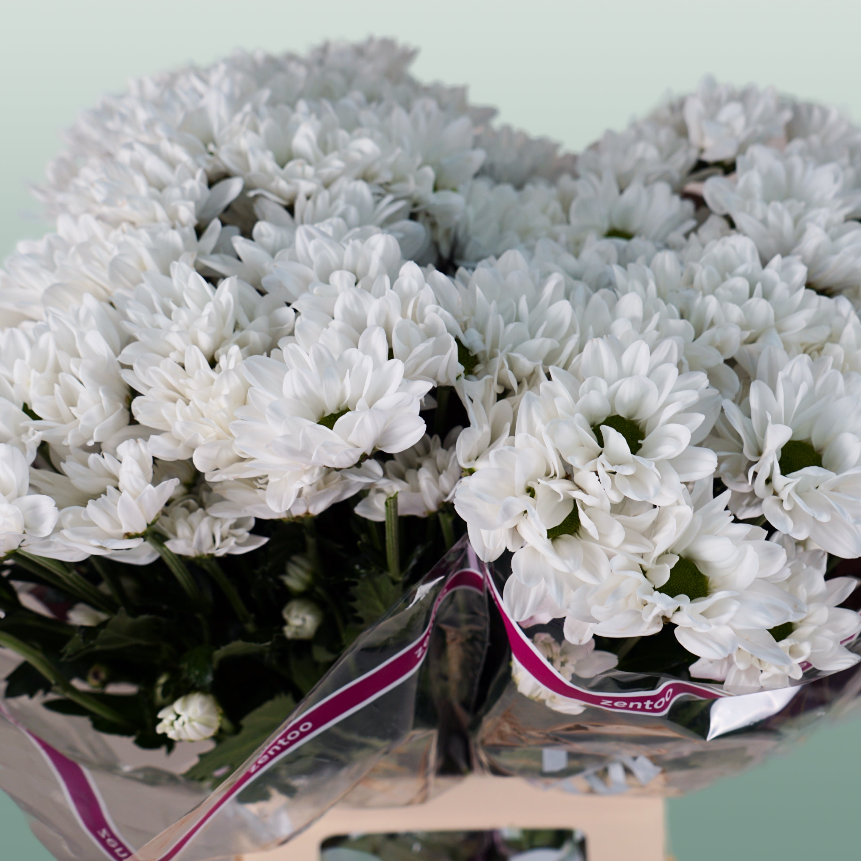 Chrysanthemum Spray Chic/ Kennedy