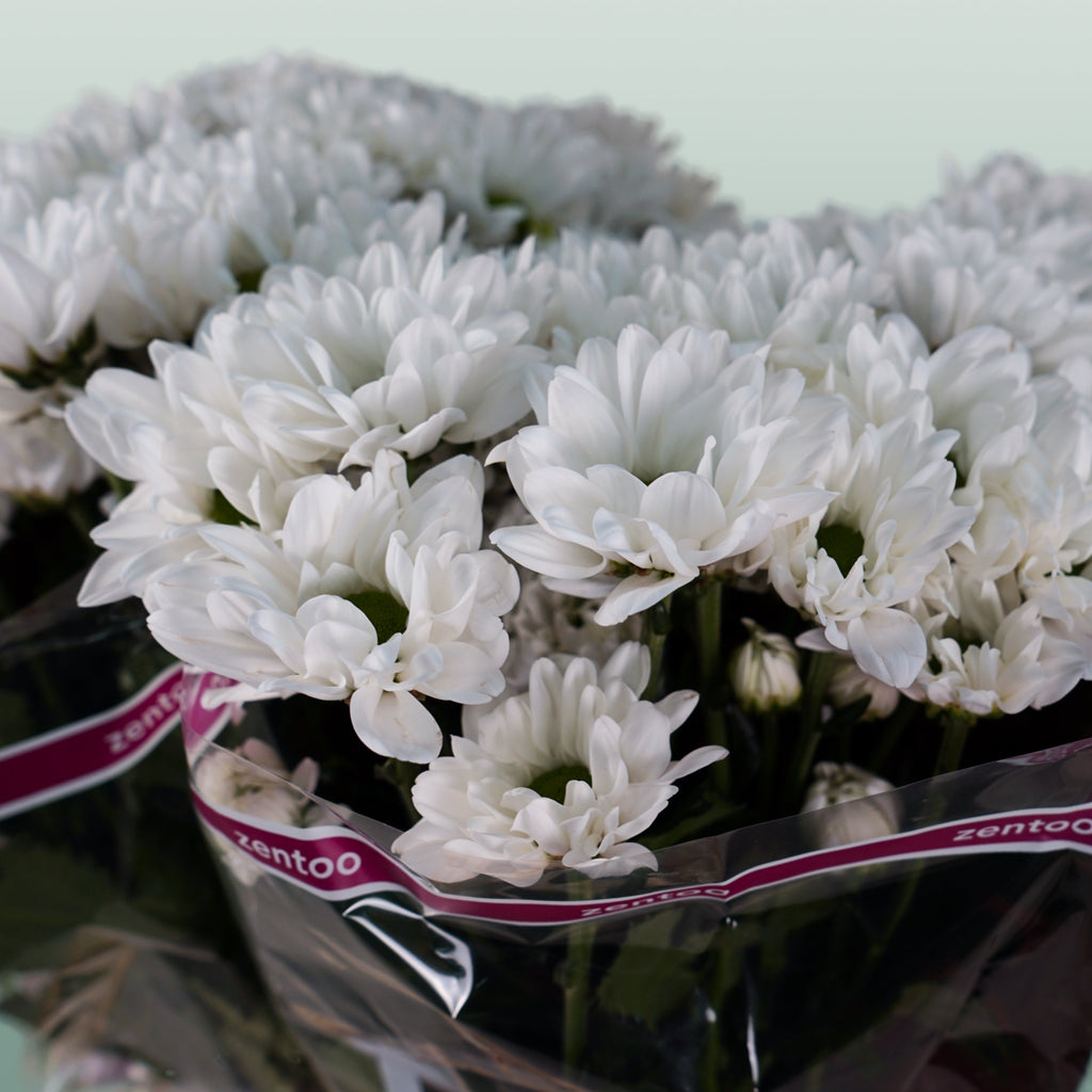 Chrysanthemum Spray Chic/ Kennedy