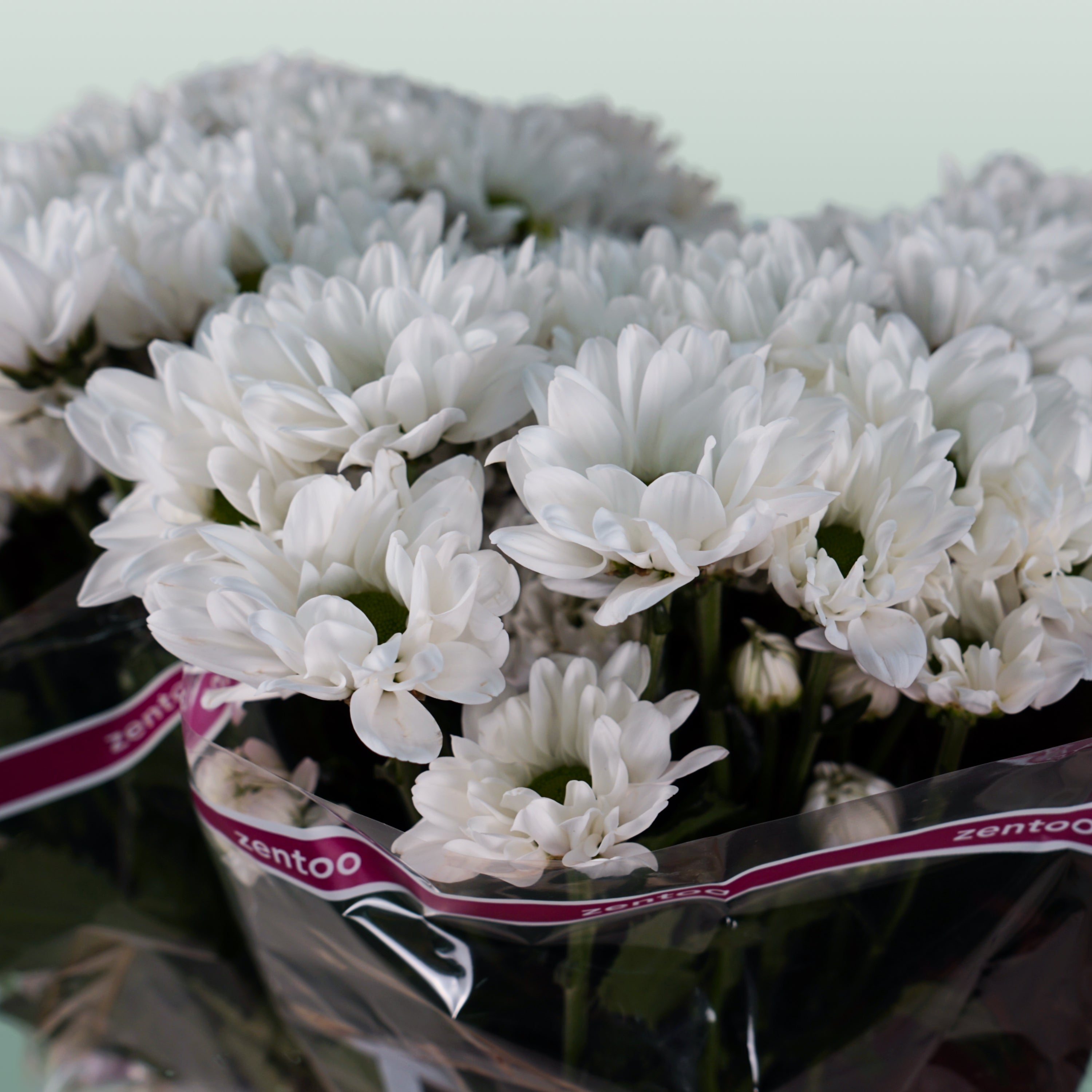 Chrysanthemum Spray Chic/ Kennedy