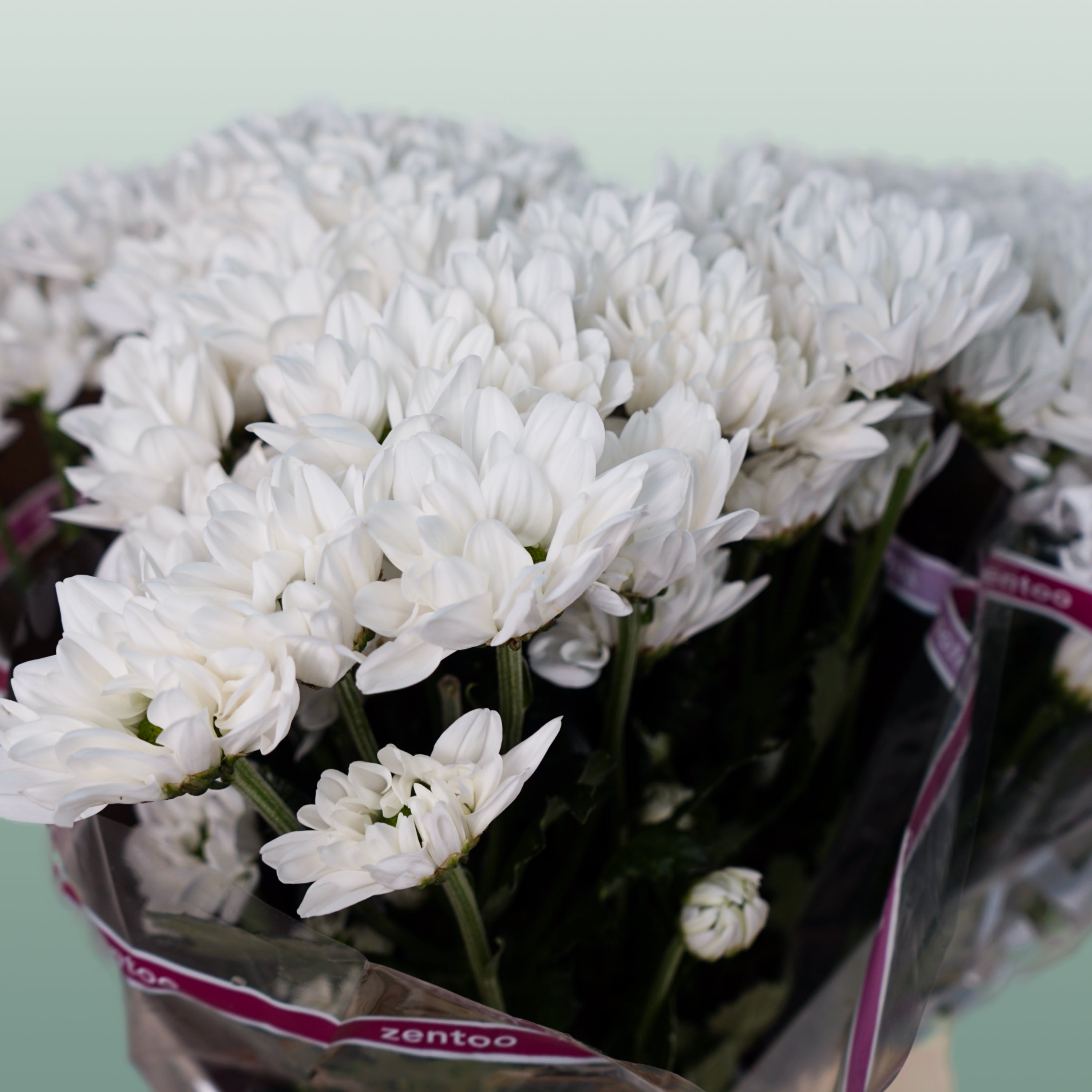 Chrysanthemum Spray Chic/ Kennedy