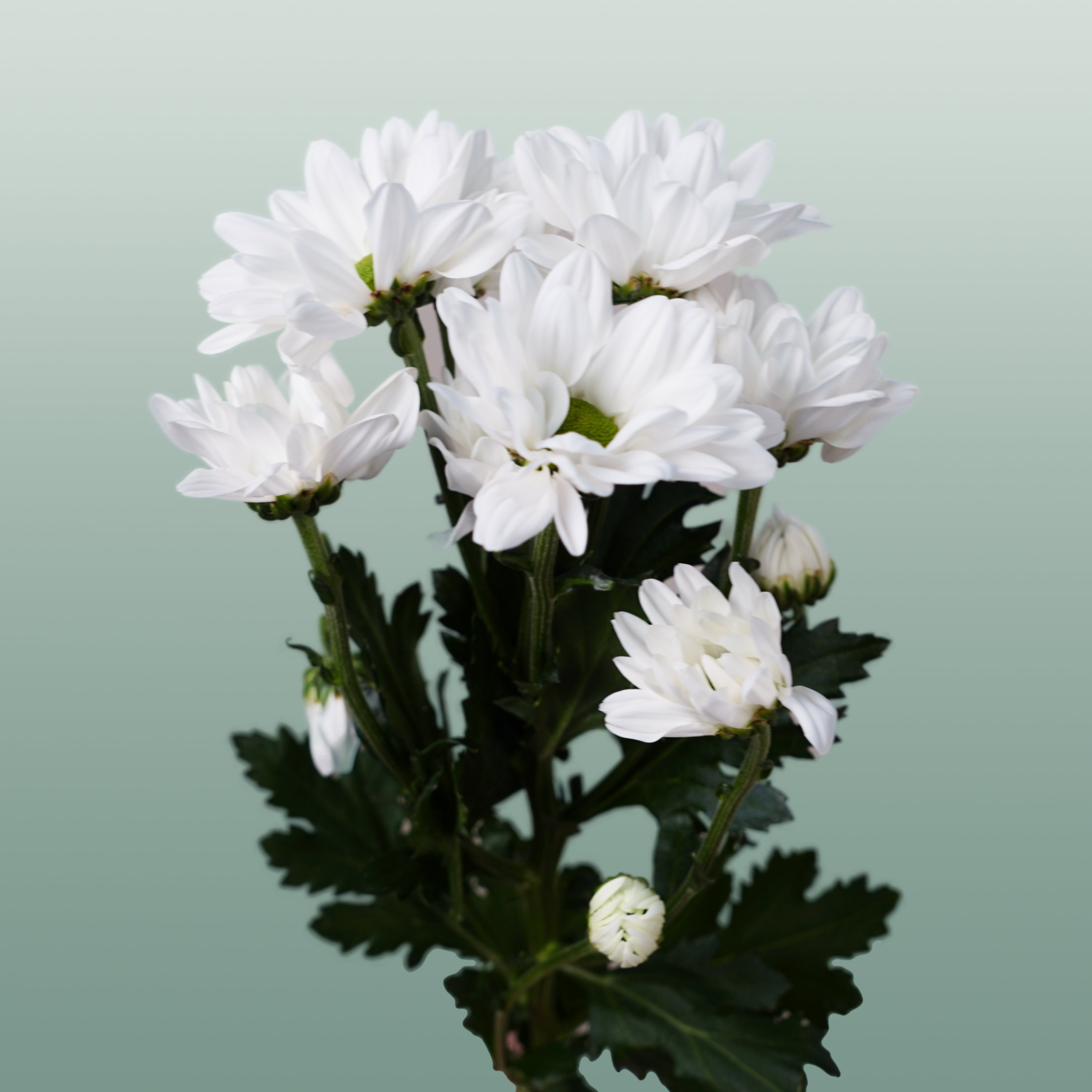 Chrysanthemum Spray Chic/ Kennedy