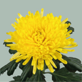 Chrysanthemum G Pjort