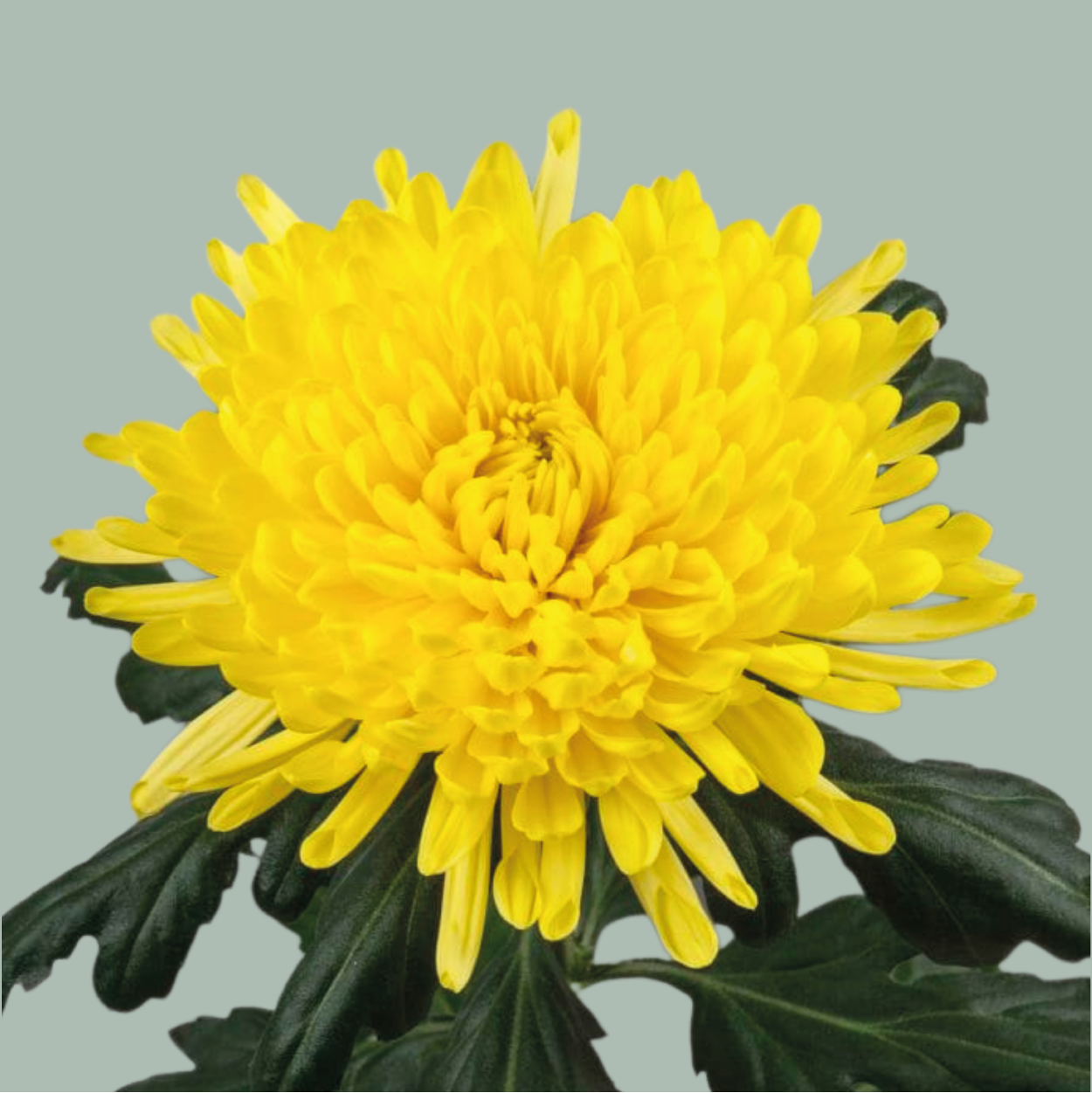Chrysanthemum G Pjort