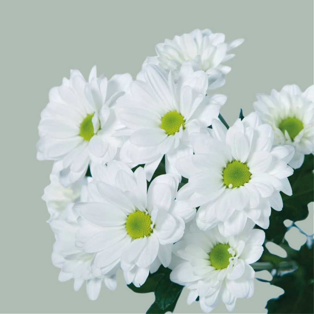 Chrysanthemum Spray Mixed