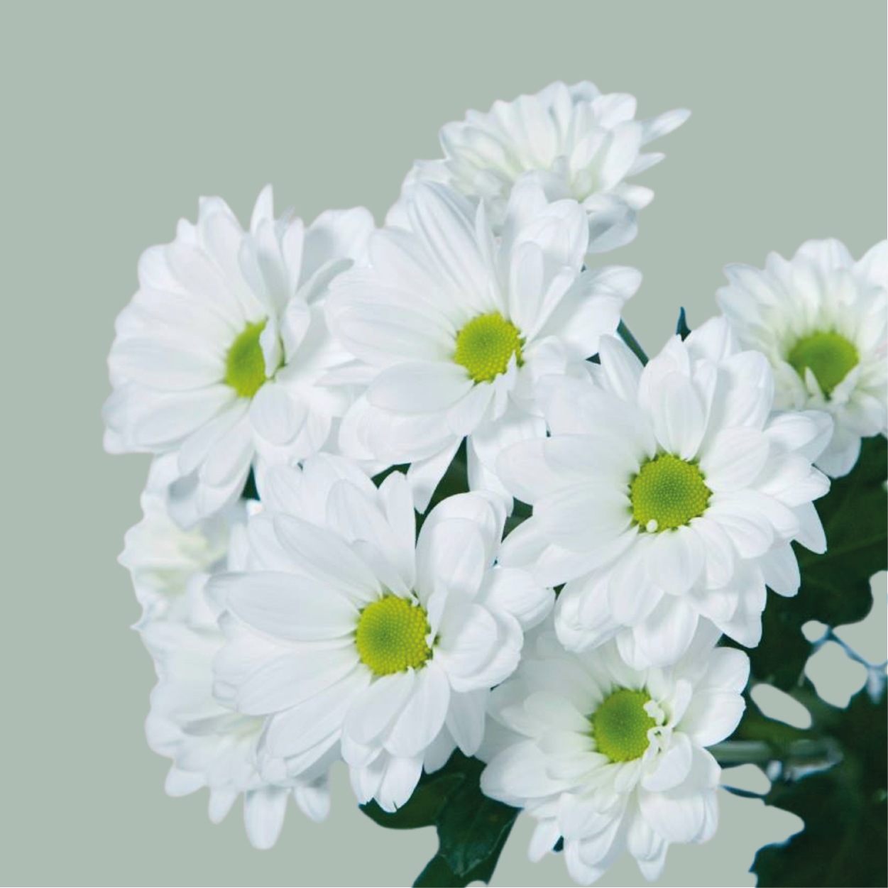 Chrysanthemum Spray Mixed