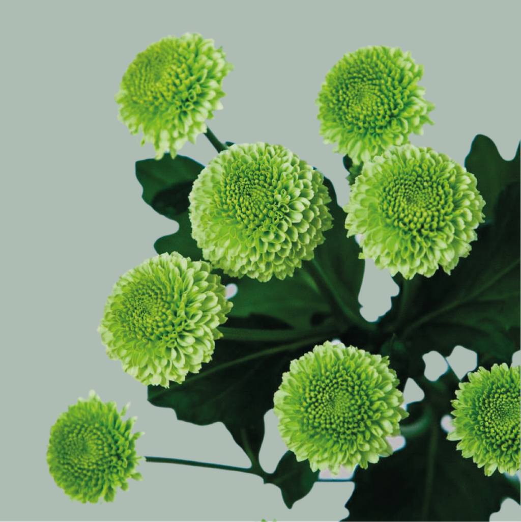 Chrysanthemum Spray Mixed