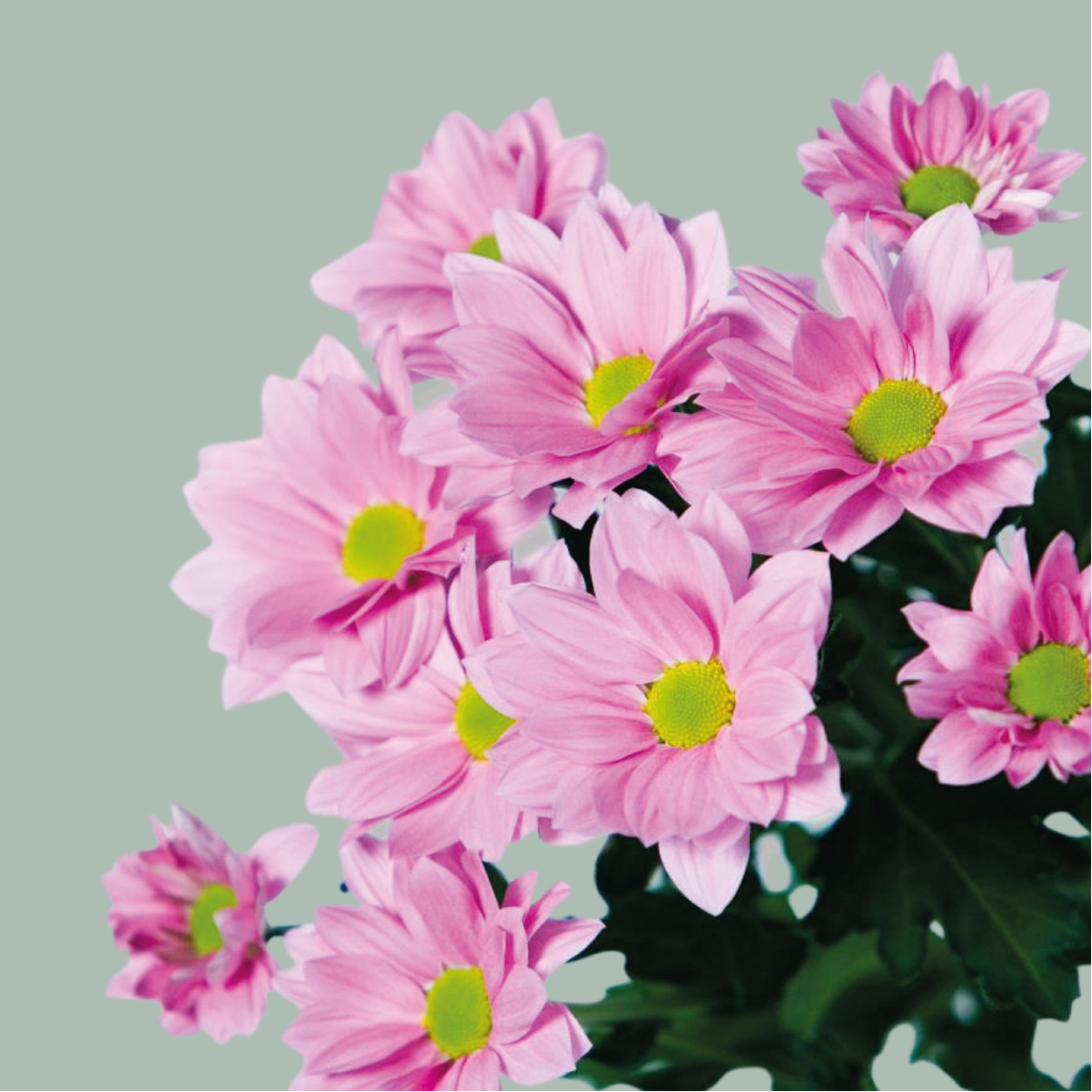 Chrysanthemum Spray Mixed