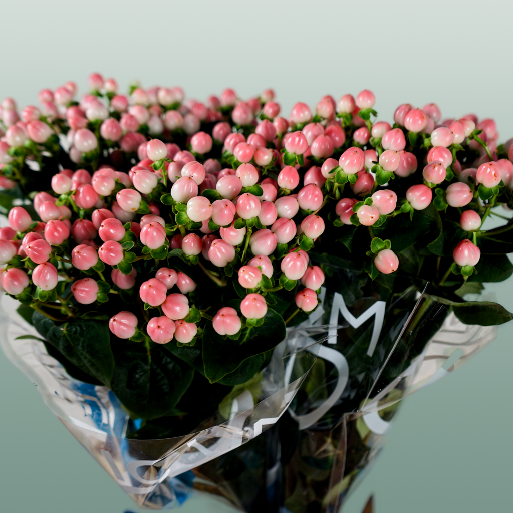 Hypericum Coco Casino (30 Stems)