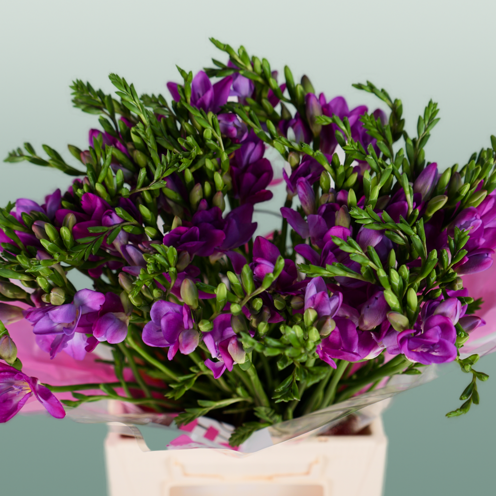 Freesia Costa