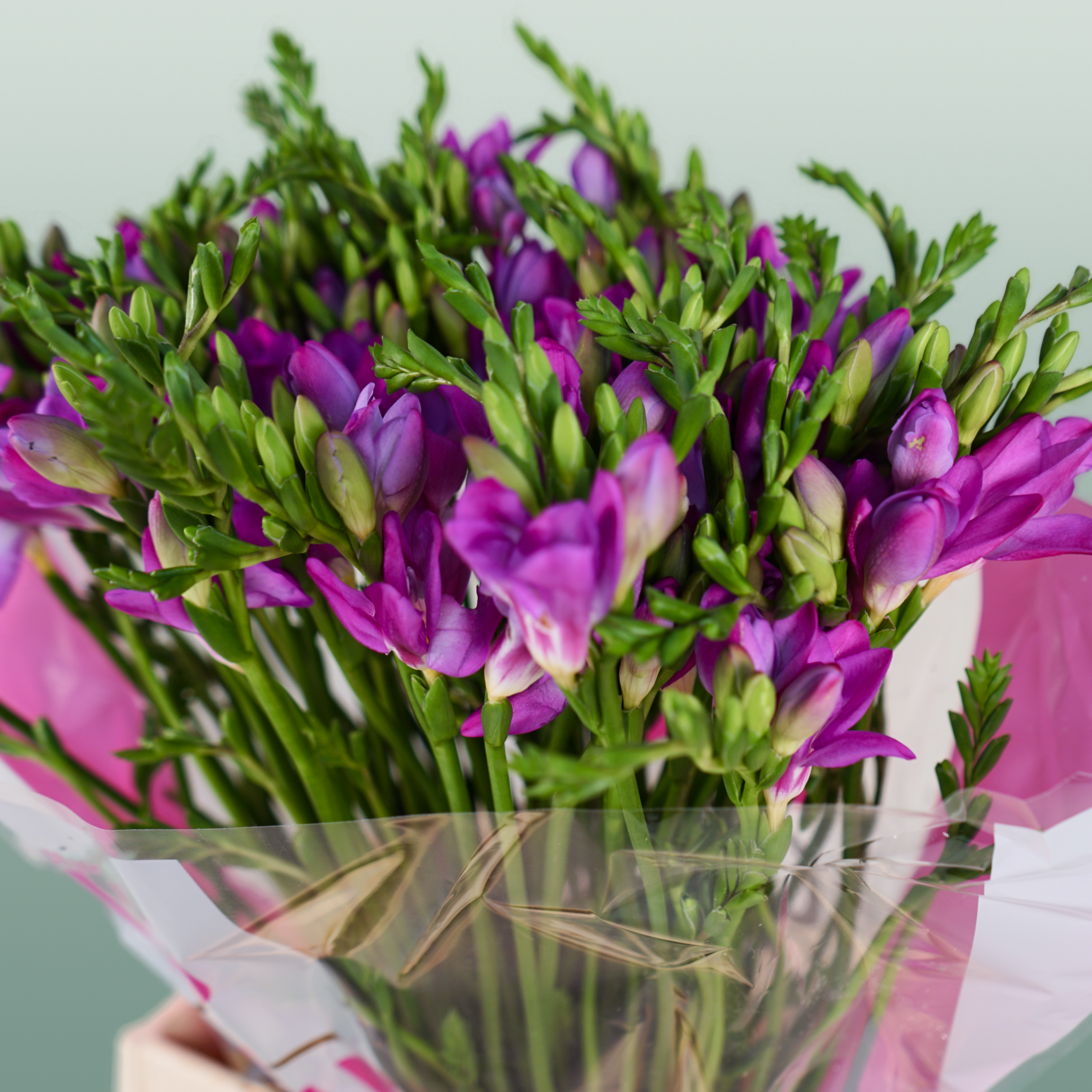 Freesia Costa