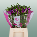 Freesia Costa