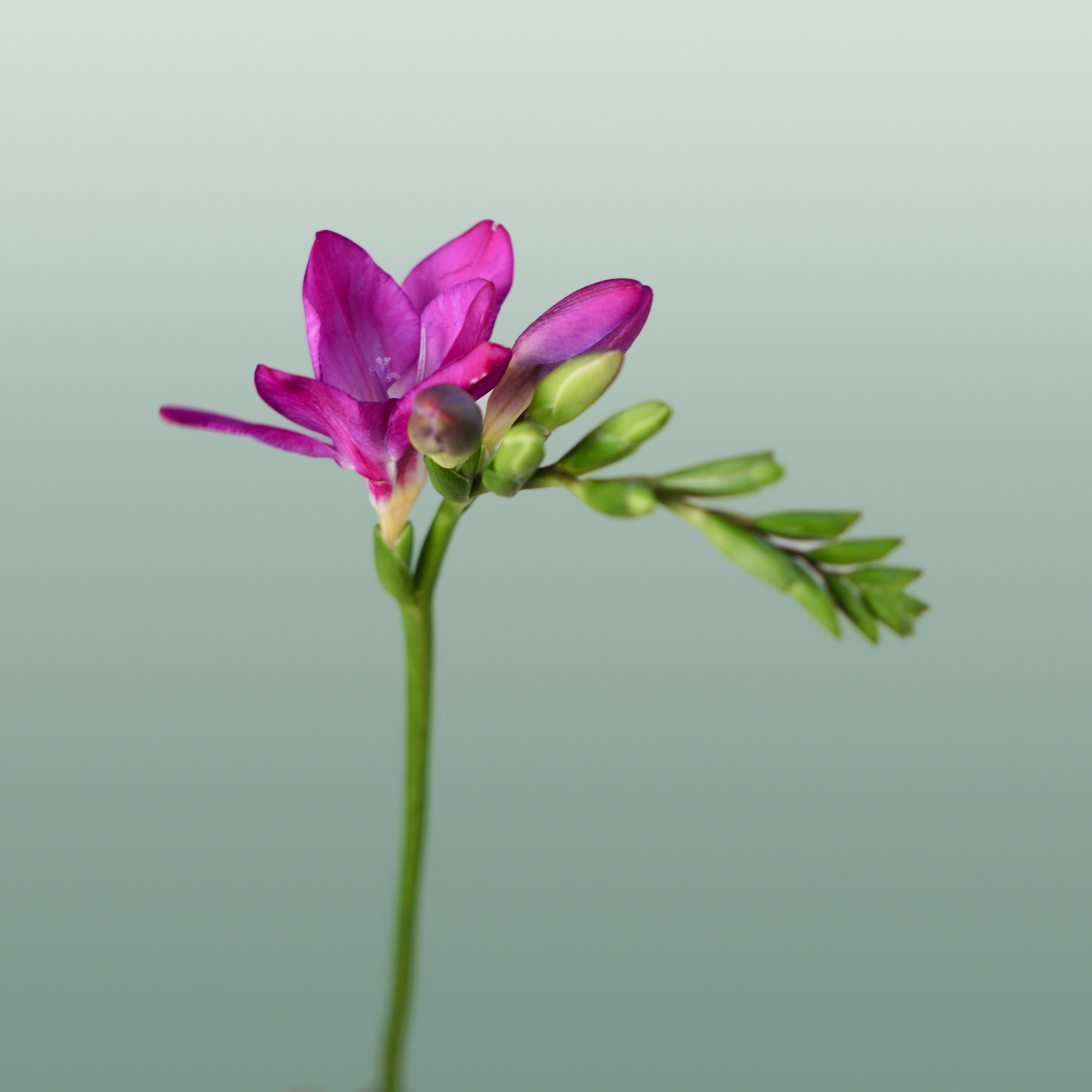 Freesia Costa