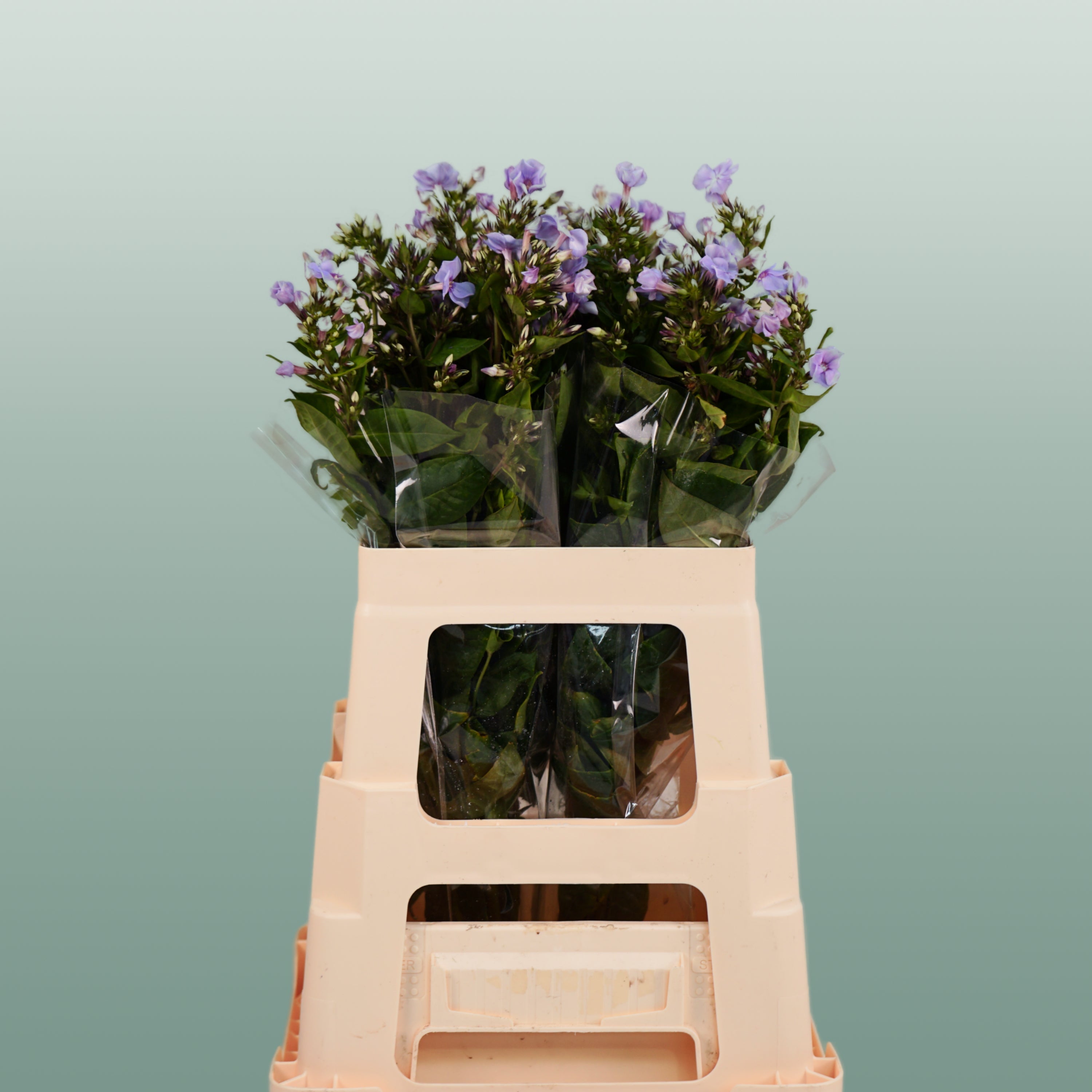 Phlox Crissy (20 Stems)