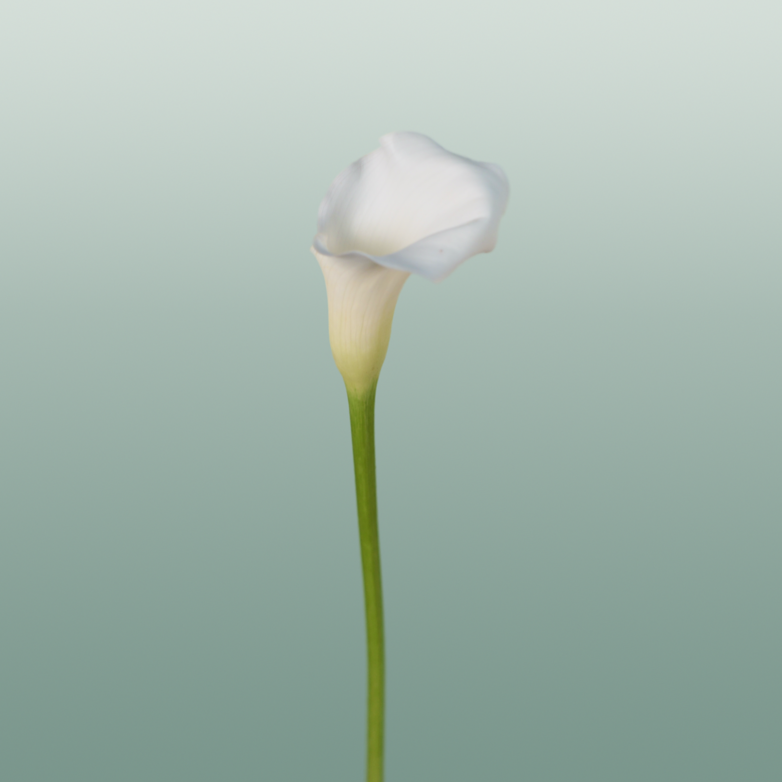 Calla Crystal Blush
